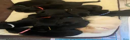 Labrador Retriever dogs for sale: KC Black Working Labrador Puppies ready for homes in Alresford - Advert 5