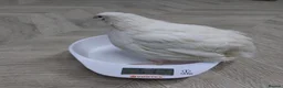 Quail poultry for sale: Quails and quails eggs &jambo japanese and giant  - Advert 8