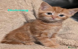 British Shorthair cats for sale: 1/4 maine coon British kittens - Image 6