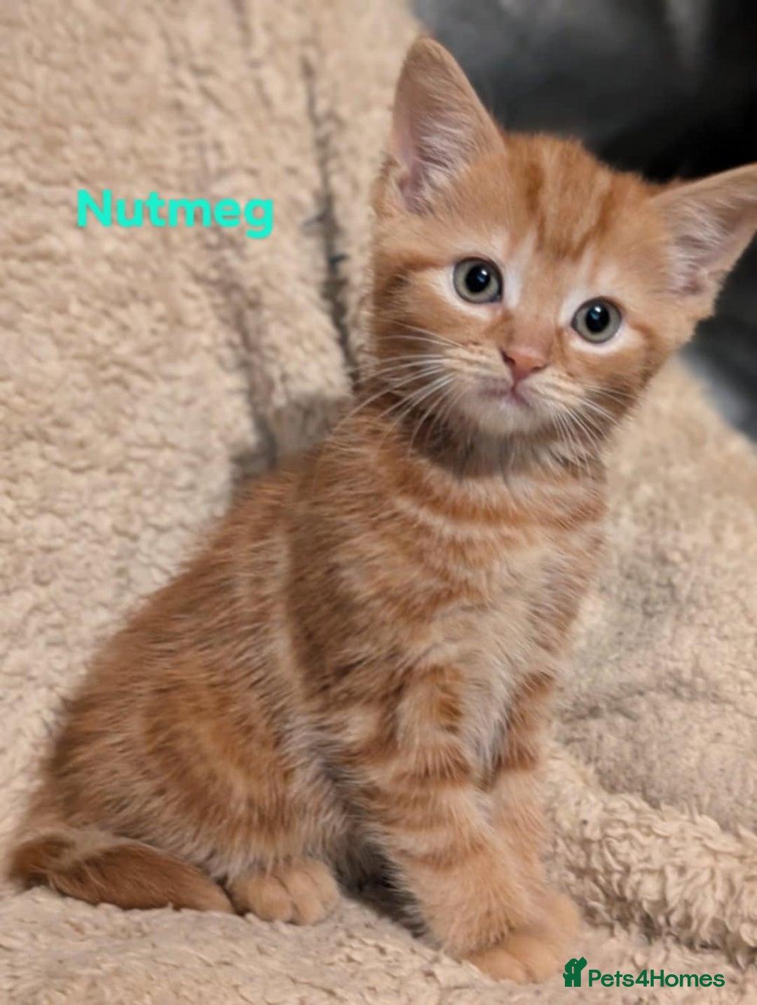 British Shorthair cats for sale: 1/4 maine coon British kittens - Image 6