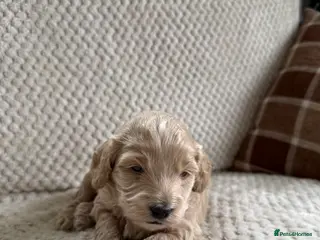 Cockapoo dogs F2B Cockapoo puppies - Advert 15