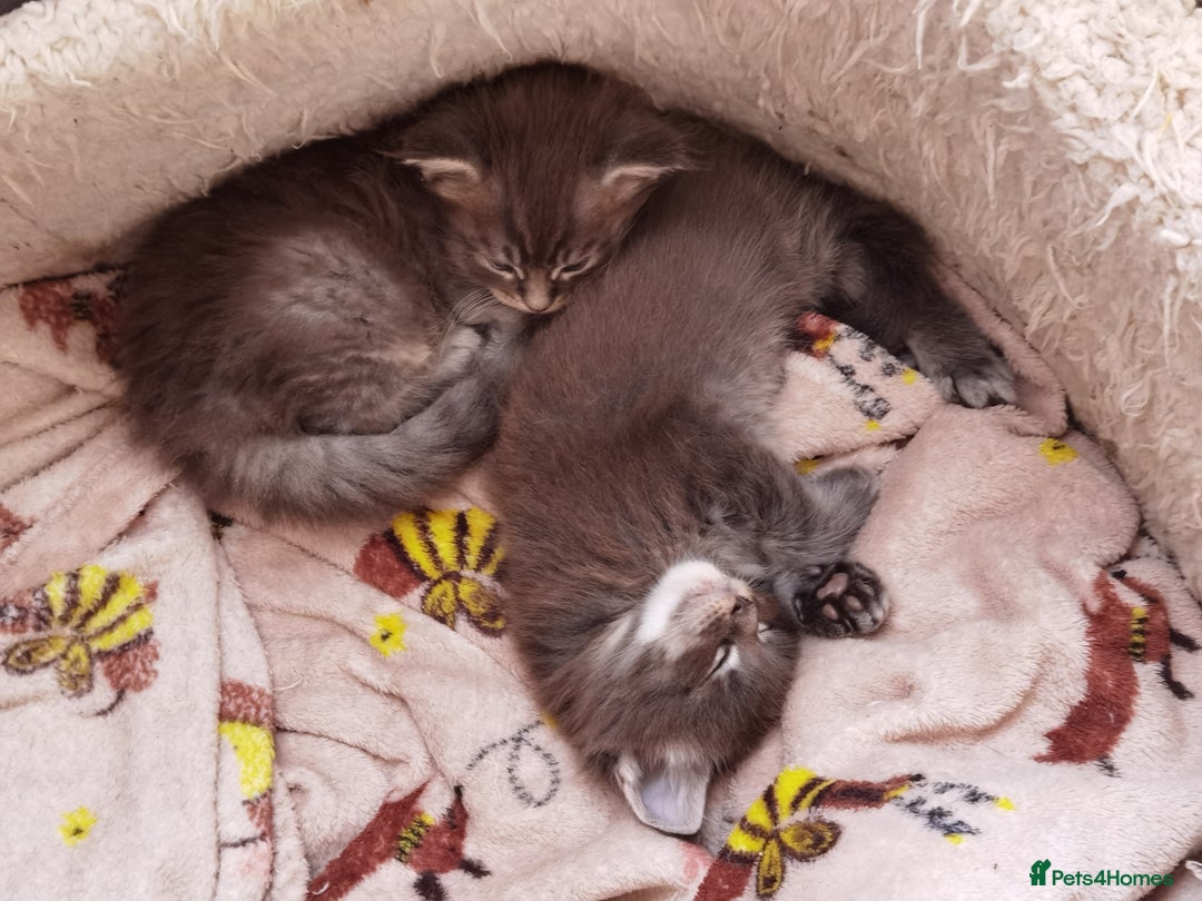 Maine Coon cats for sale: Two beautiful Maine Coon kittens - Image 9
