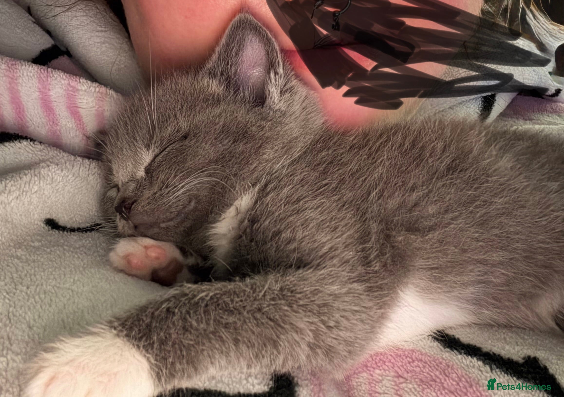 British Shorthair cats 8week old kitten  - Advert 1