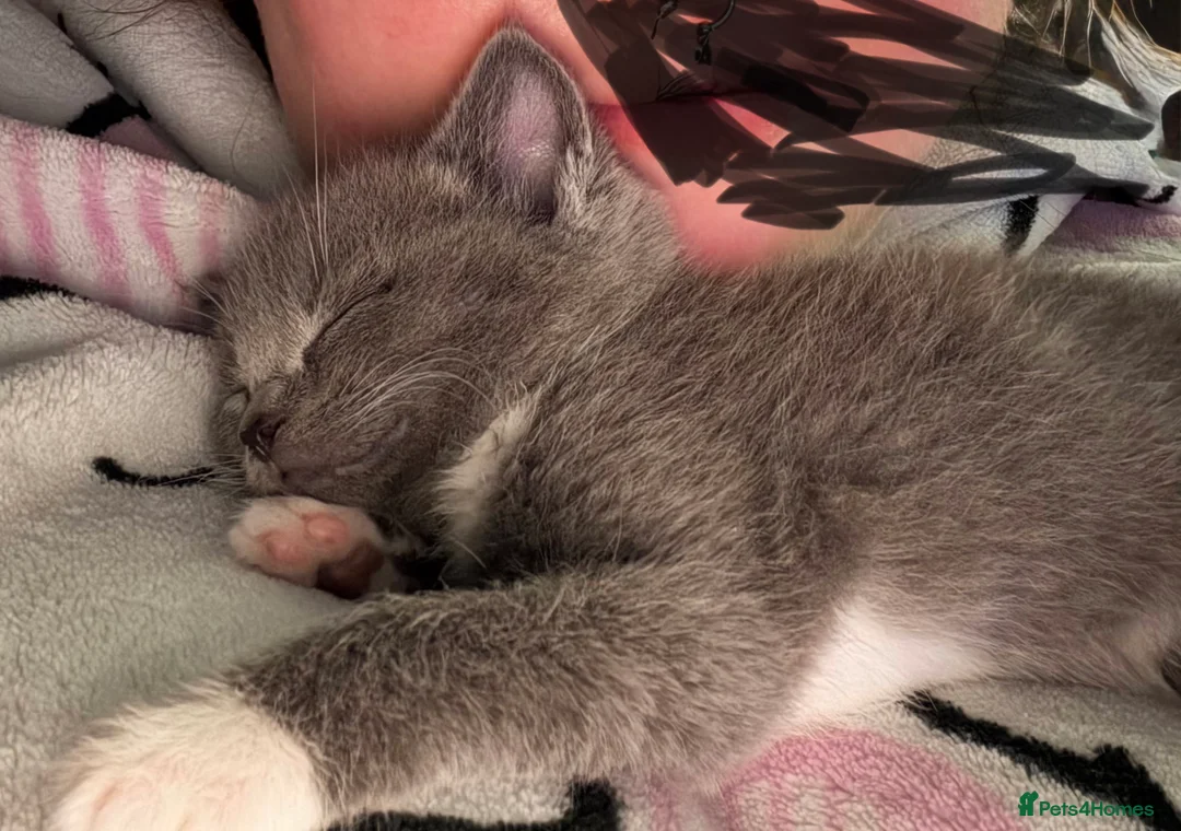 British Shorthair cats for sale: 8week old kitten  - Advert 1