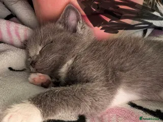 British Shorthair cats 8week old kitten - Advert 1