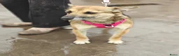 Mixed Breed dogs for adoption: ❤️🐶 ZLATA – GENTLE, THOUGHTFUL in Burton-on-Trent - Advert 20