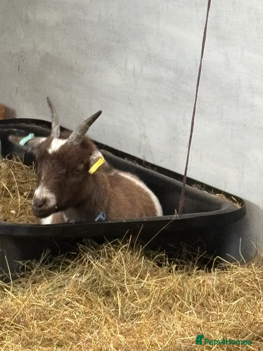 Goats livestock for sale: Pygmy goats  - Advert 1