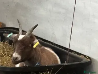 Goats livestock Pygmy goats - Advert 1