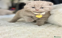 Scottish Fold cats for sale: Scottish fold - Image 7