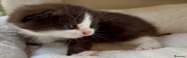British Shorthair Kitten 2
