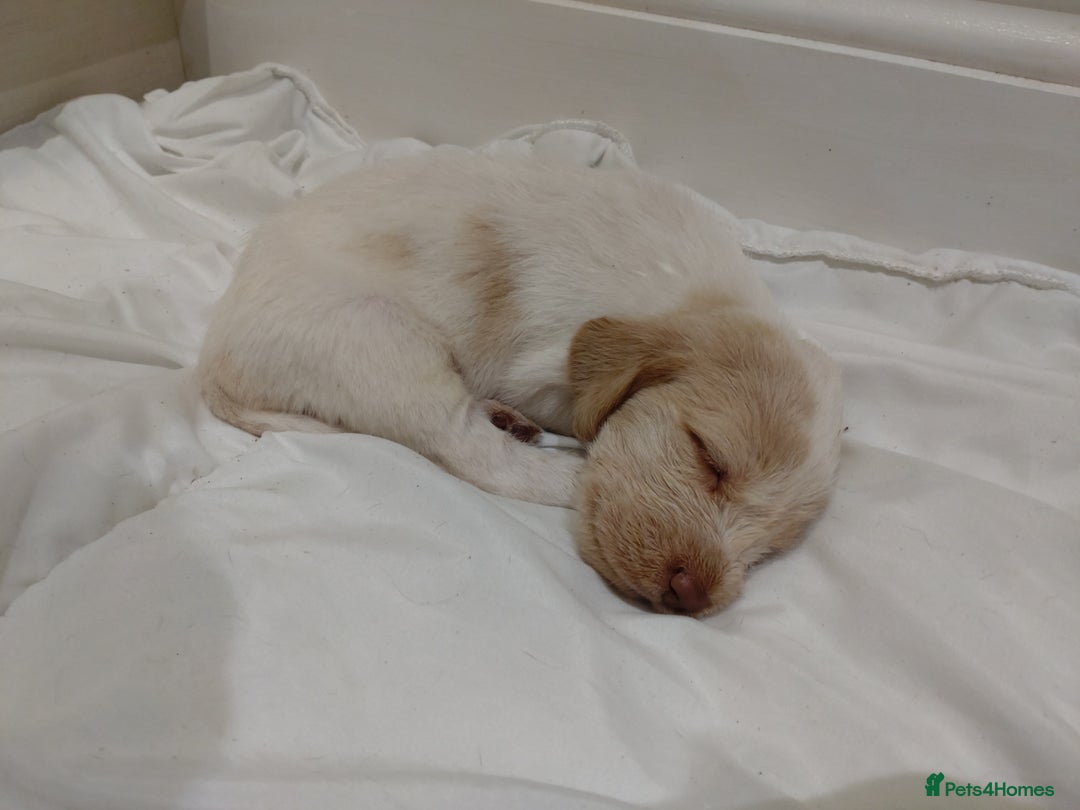 Italian Spinone dogs for sale: A beautiful litter of Italian Spinones  - Image 3