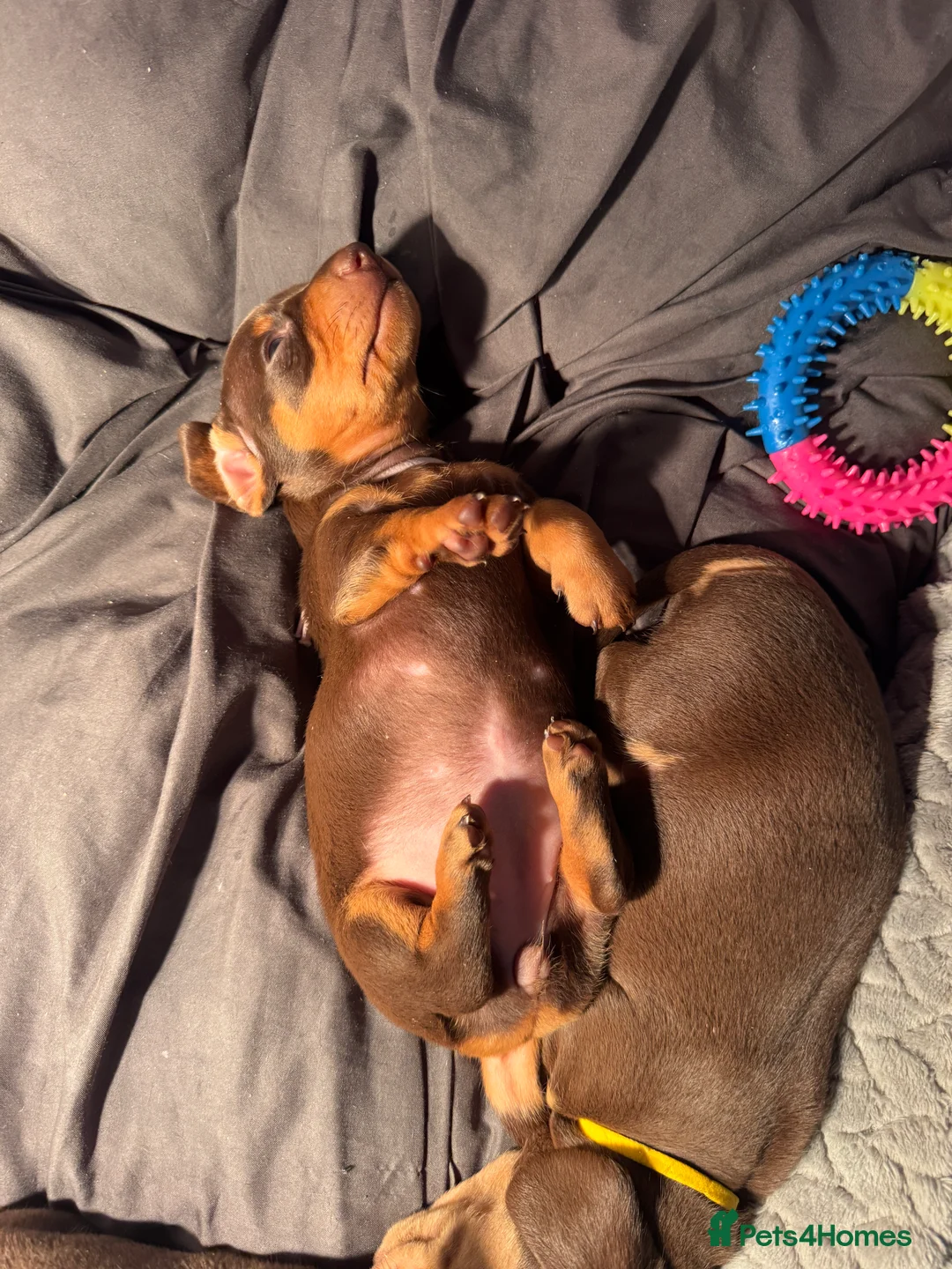 Miniature Dachshund dogs for sale: Chocolate & Tan KC Miniature Dachshund Puppies - Advert 23