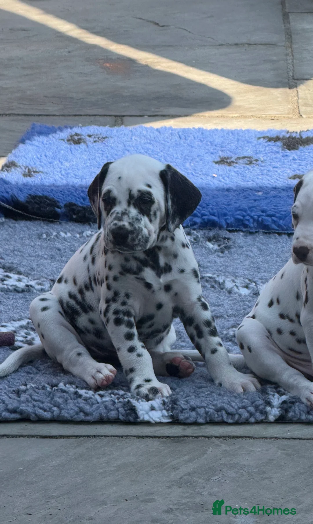 Dalmatian dogs for sale: Mr black - gorgeous black boy …..  - Advert 2