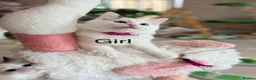 Ragdoll cats for sale: Beautiful Ragdoll kittens from European lines - Advert 3