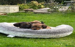 Miniature Dachshund dogs for sale: Shiwennie (shichi X mini dachshund)  - Image 2
