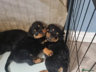 Rottweiler dogs 1 Left male Exceptional KC Registered Rottweiler - Advert 3