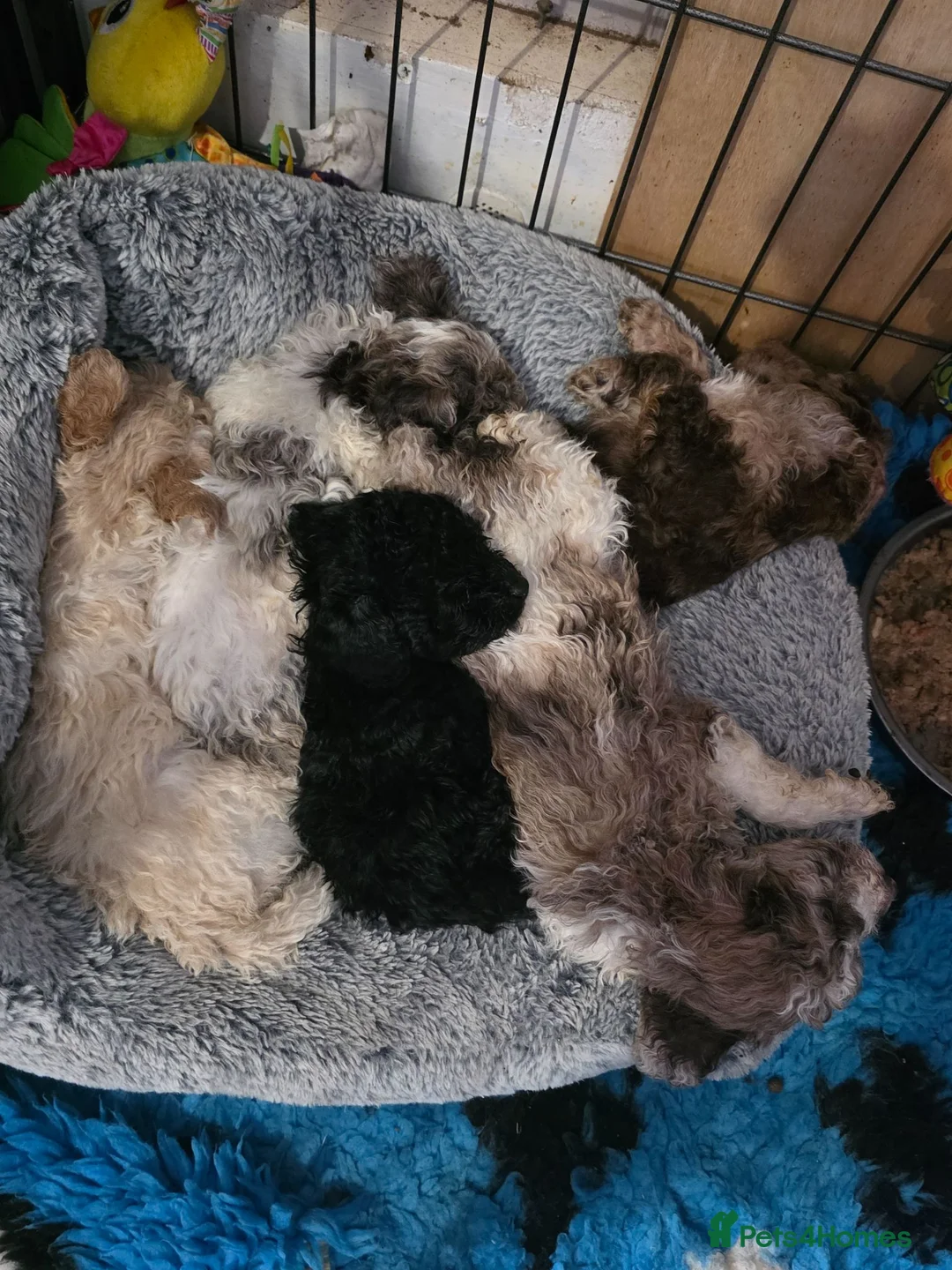 Miniature Poodle dogs for sale: Parti/abstract/merle - Advert 2