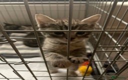 Bengal cats for sale: Cross bengal kittens  - Image 8