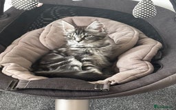 British Shorthair cats for sale: Adorable kittens READY NOW in Wakefield - Image 11