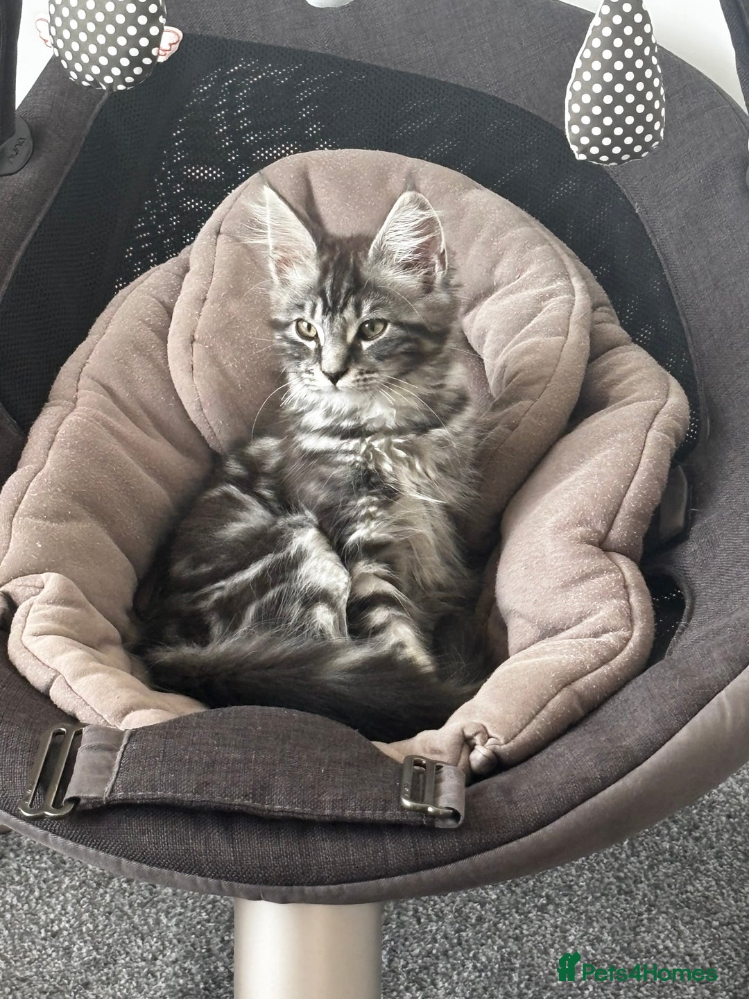 British Shorthair cats for sale: Adorable kittens READY NOW in Wakefield - Image 11