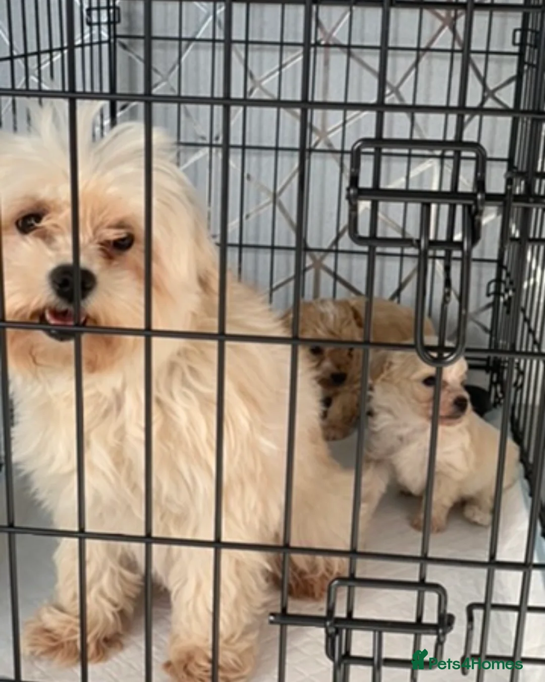 Maltipoo dogs for sale: Maltipoo puppys 2 left now in Bicester - Advert 2