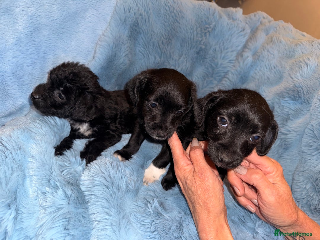 Jackapoo dogs for sale: Beautiful black jackapoo pups  - Image 2