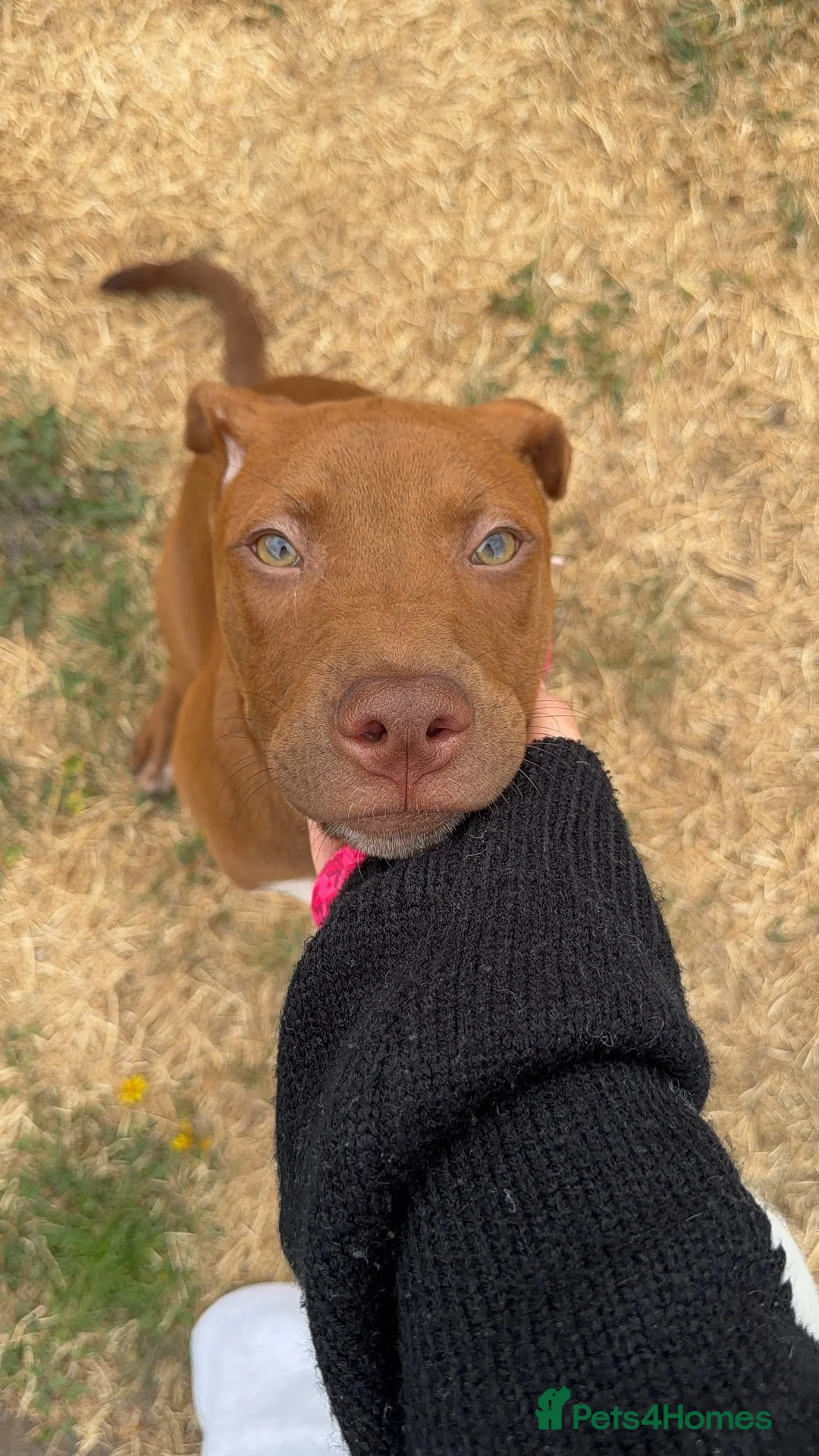 Mixed Breed dogs for sale: Lumi  - Advert 9