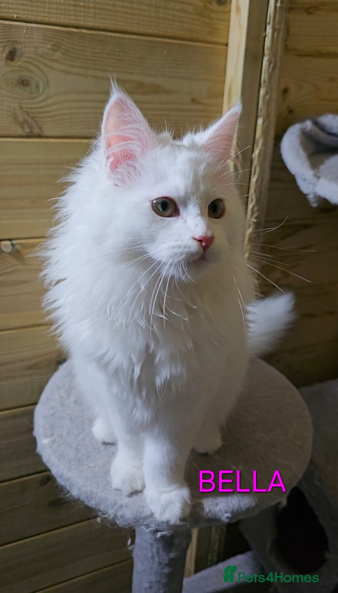 Maine Coon cats for sale: Maine Coon  - Advert 2