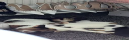 Mixed Breed cats for sale: Babies looking for lifetime homes  in Birmingham - Advert 11