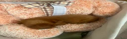 Cockapoo dogs for sale: F1 Cockerpoo Puppies - Advert 3