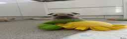 French Bulldog dogs for sale: French bulldog puppies Ready Now! - Advert 18