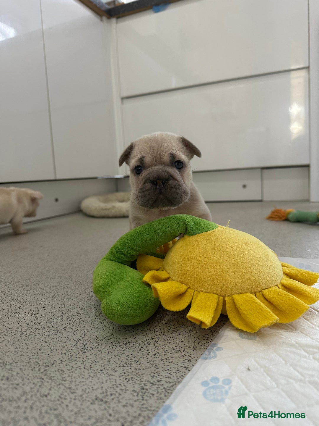 French Bulldog dogs for sale: French bulldog puppies  - Advert 19