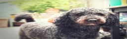 Double Doodle dogs for sale: One of the Original Labradoodle Breeders in the UK - Advert 14