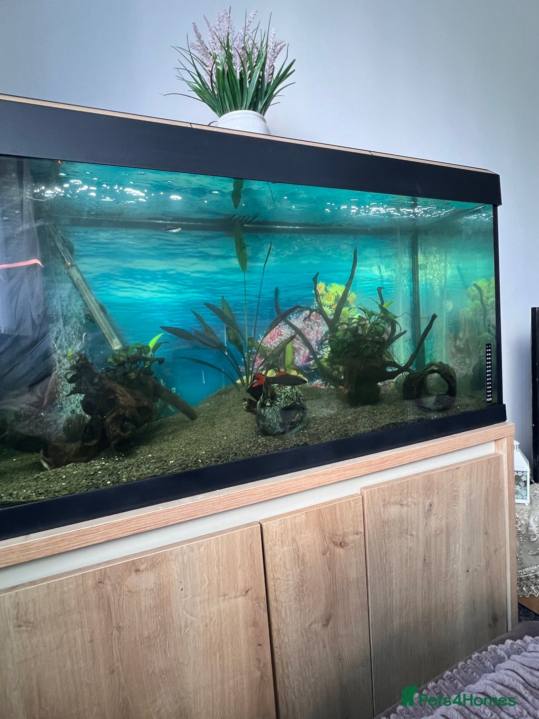 Catfish fish for sale: Fish tank  with stand 200L  - Image 3