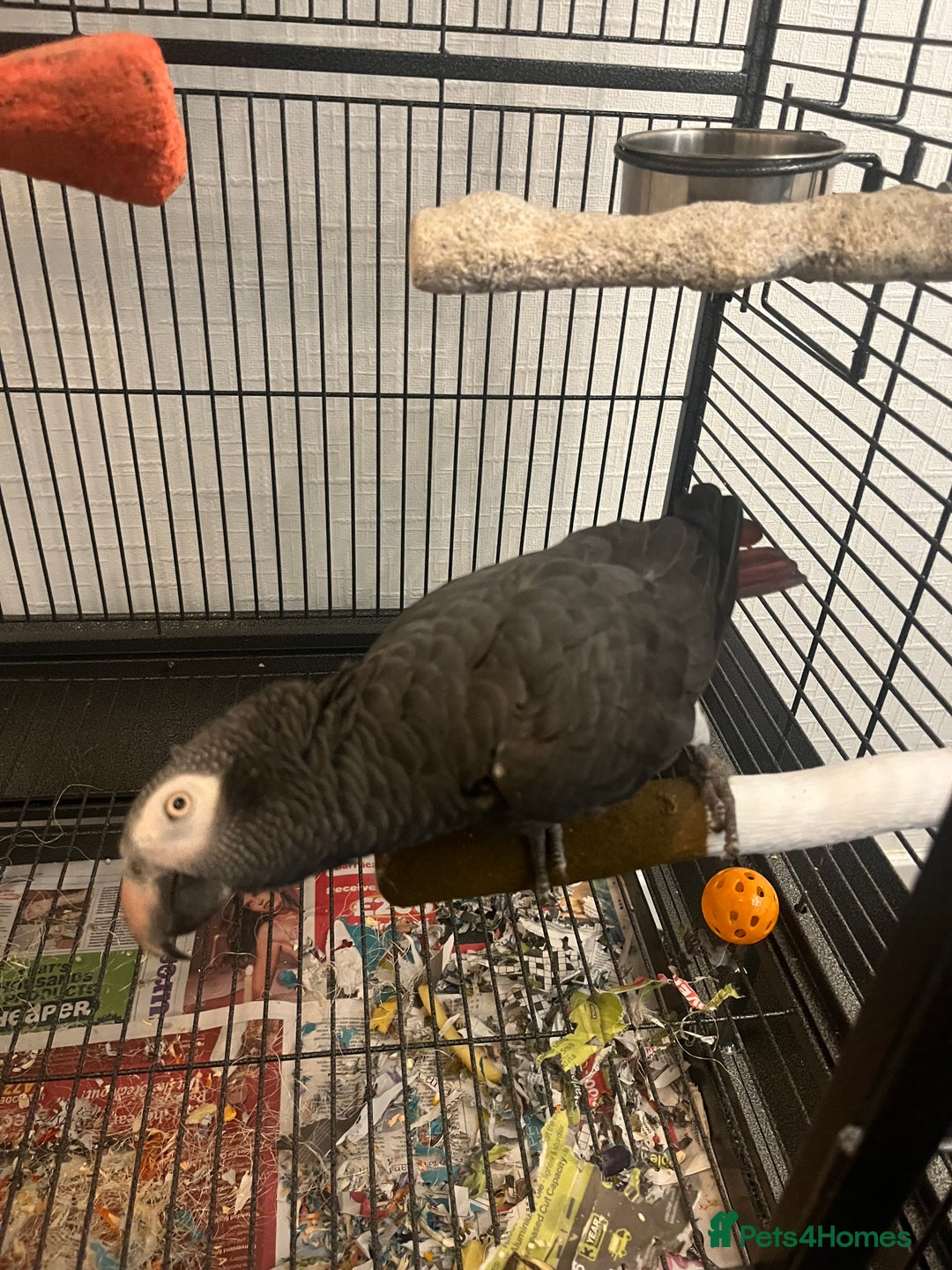 Parrots birds for sale: Timneh African grey - Advert 2