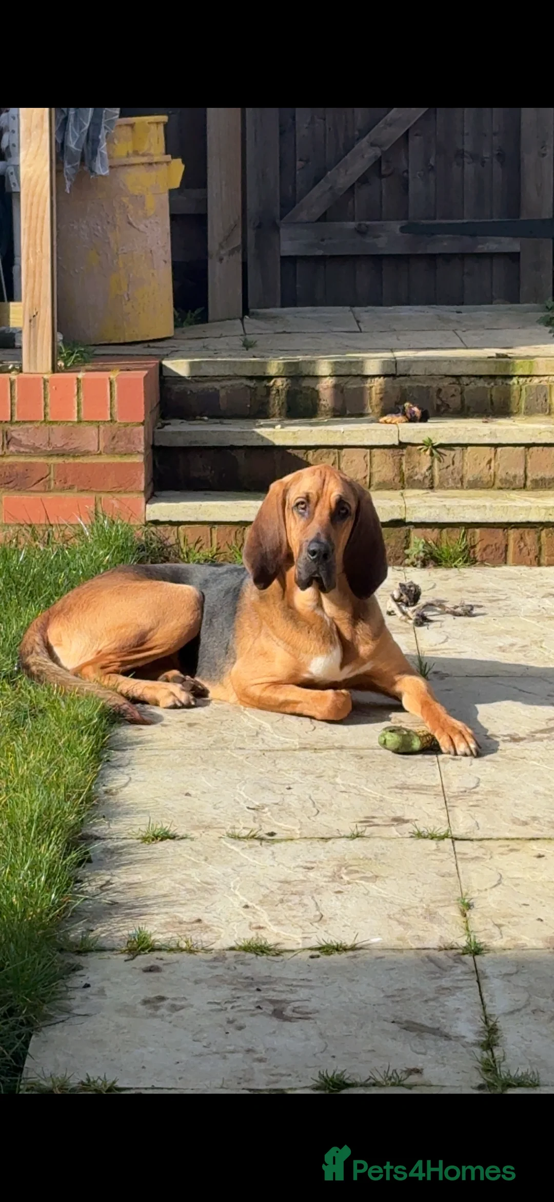 Bloodhound dogs for sale: Rehoming bloodhound  in Bedford - Advert 2