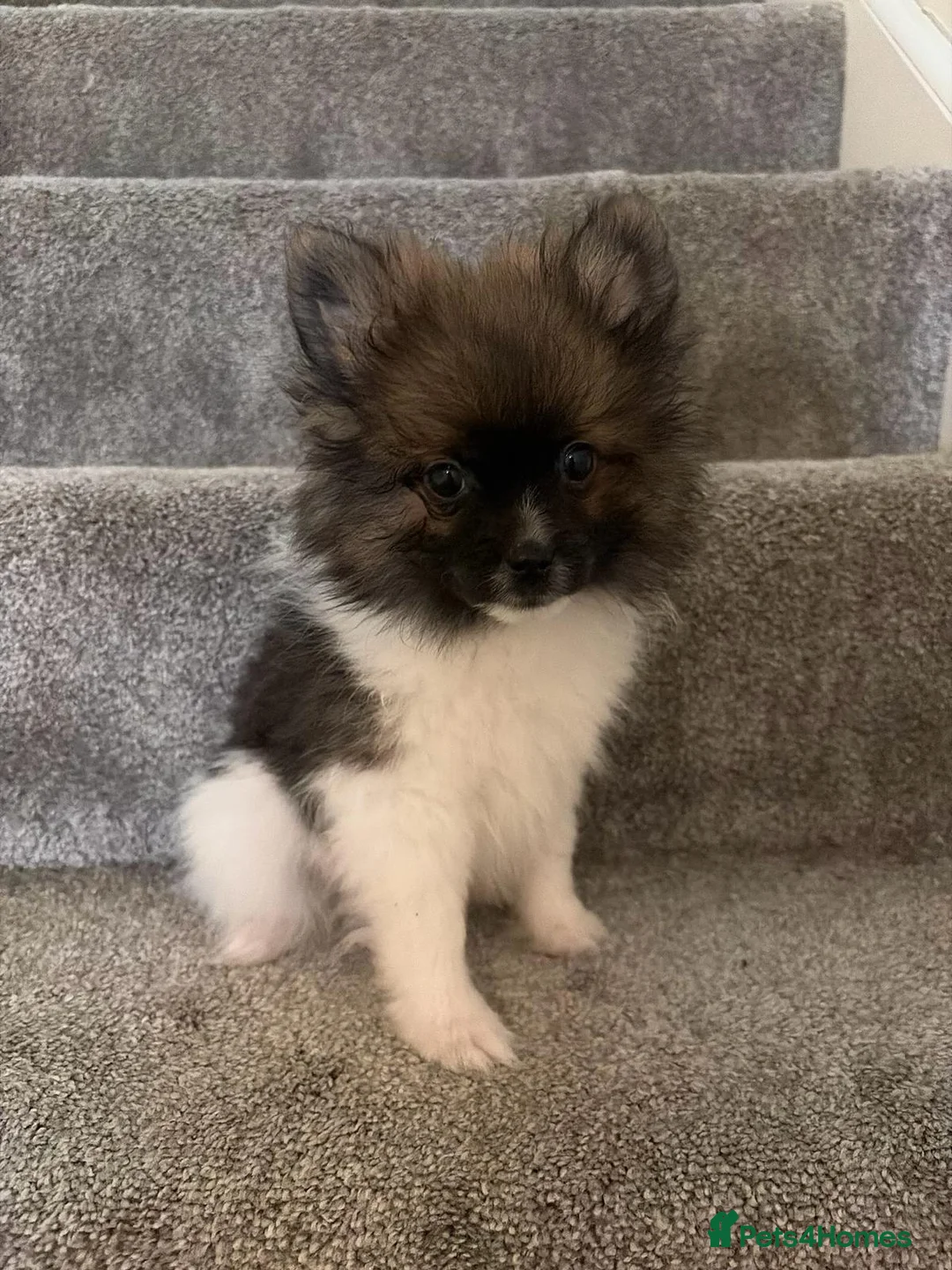 Pomeranian dogs for sale: Pomeranian Puppies - Advert 2