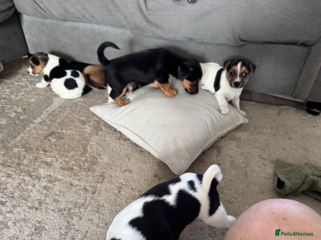 Jack Russell dogs for sale: Jack Russell litter of 7 - Advert 6