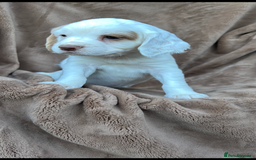 Cocker Spaniel dogs for sale: Gorgeous kc registered cocker spaniel puppies - Image 28
