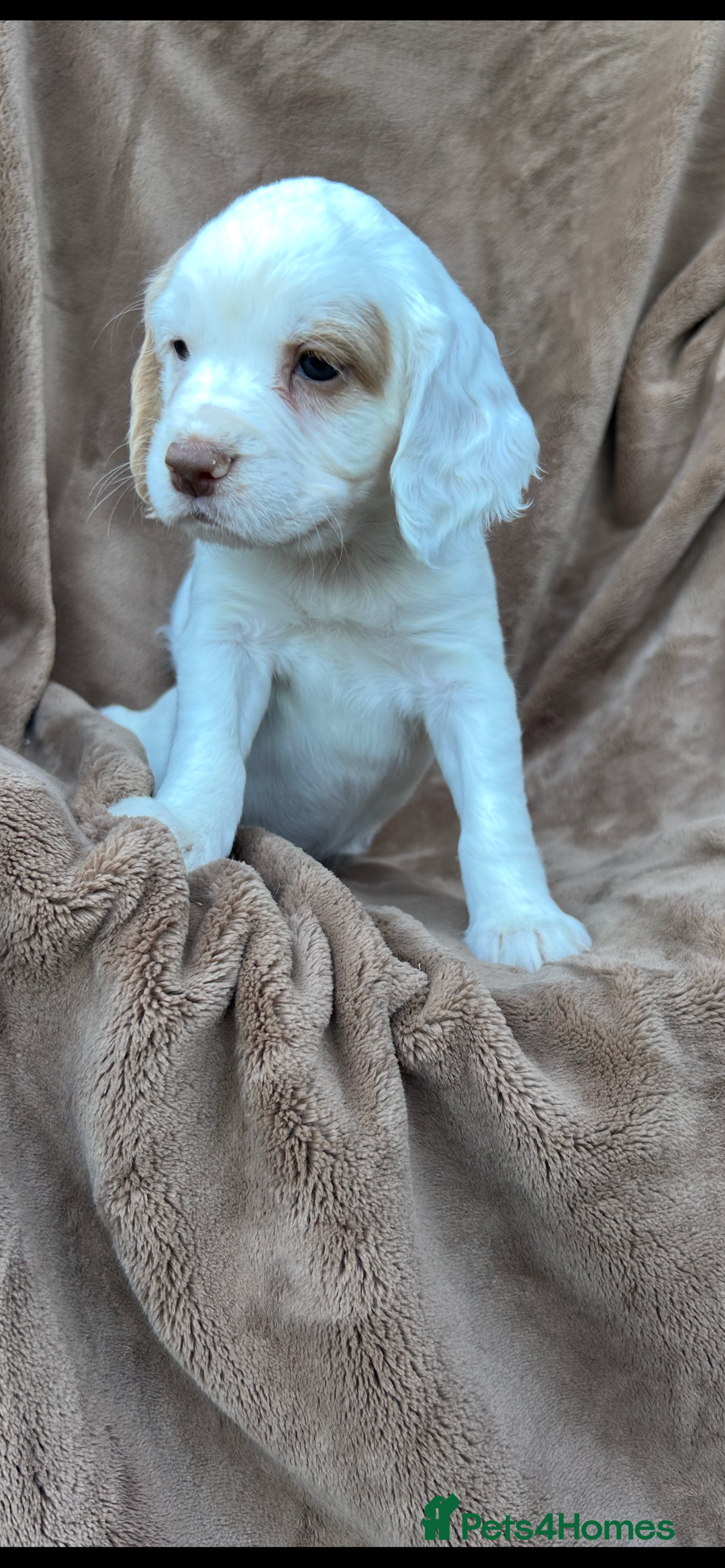 Cocker Spaniel dogs for sale: Gorgeous kc registered cocker spaniel puppies - Image 28