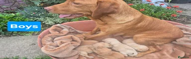 Labrador Retriever 1