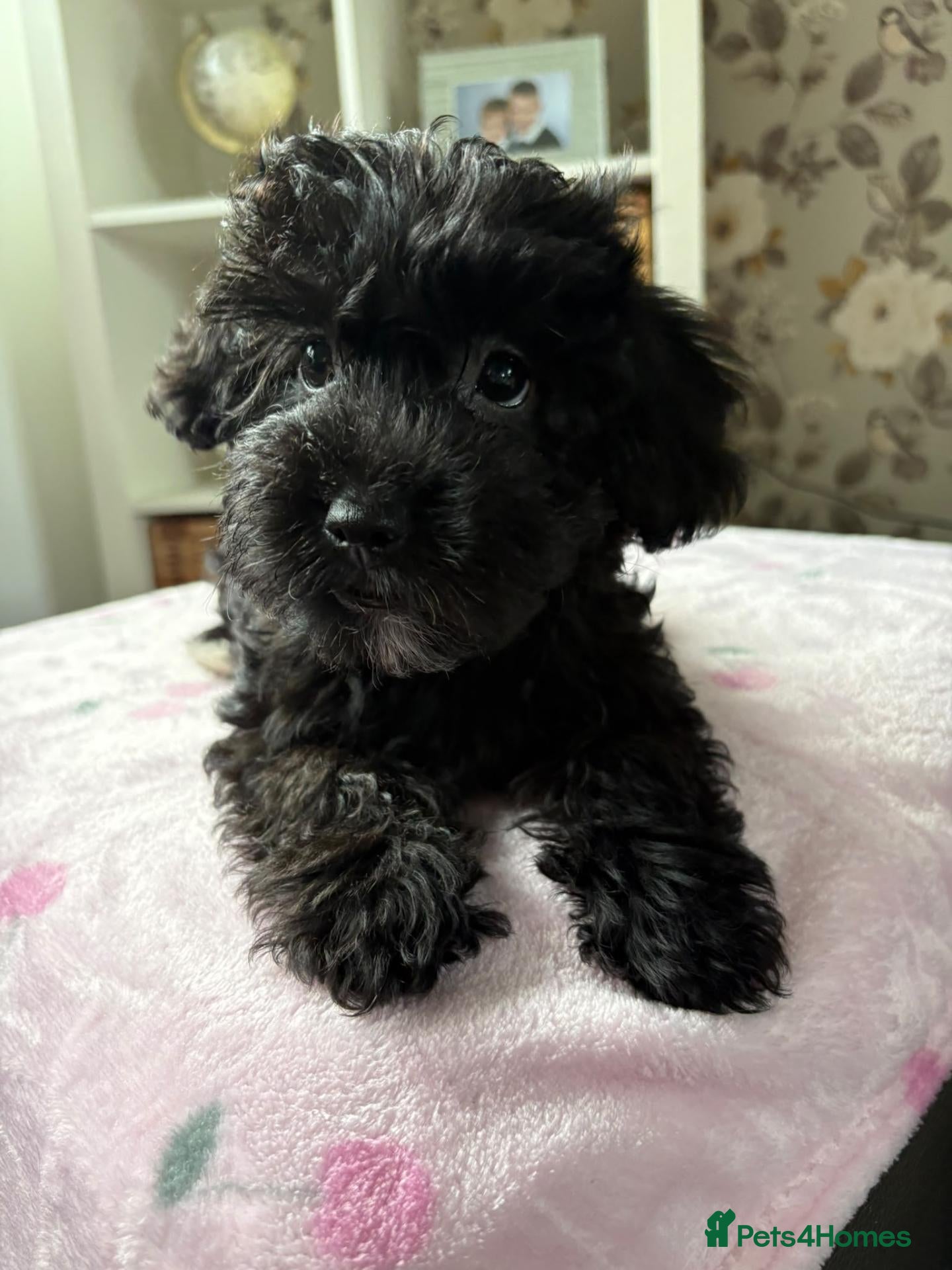 Yorkiepoo dogs YORKIEPOO puppys - Advert 2