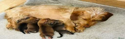Jackshund dogs for sale: Jackshunds puppies  - Advert 17