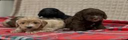 Cockapoo dogs for sale: STUNNING COCKAPOO PUPPIES READY NOW - Advert 14