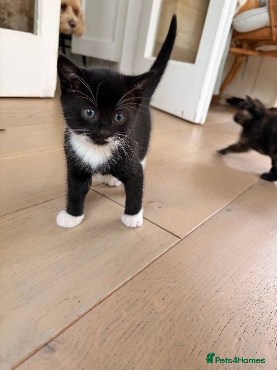Domestic Shorthair cats for sale: Gorgeous kittens for sale - south of Edinburgh  - Image 5