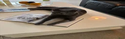 Chartreux cats for sale: Stunning beautiful male Chartreux  - Advert 7