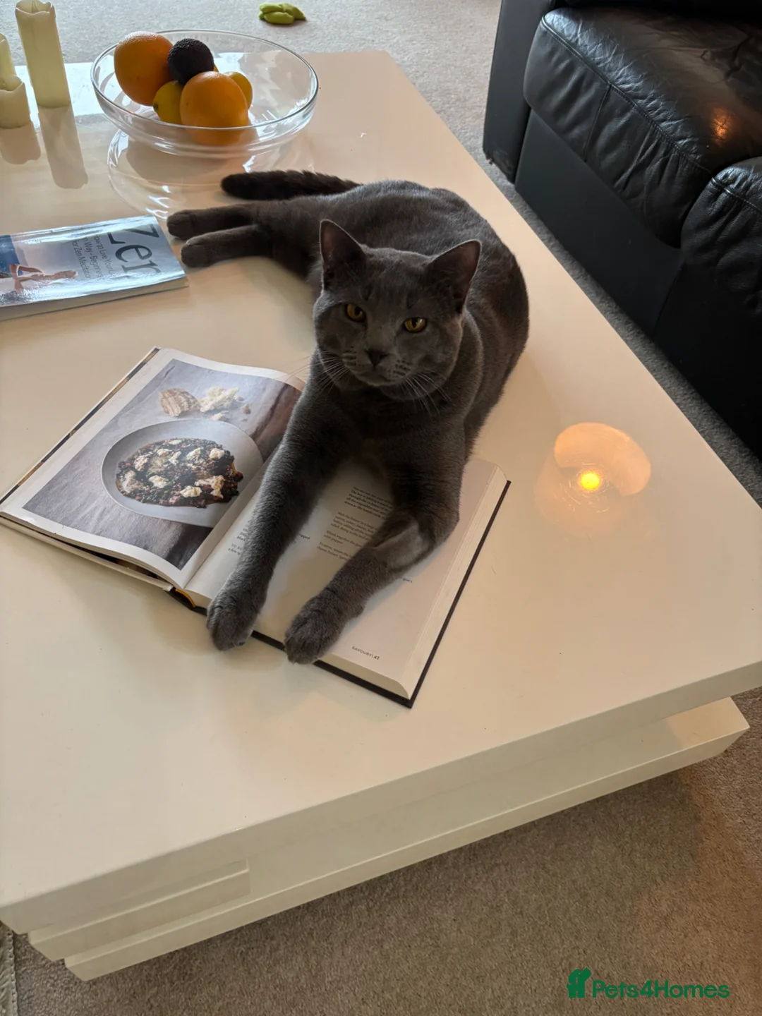 Chartreux cats for sale: Stunning beautiful male Chartreux  - Advert 7