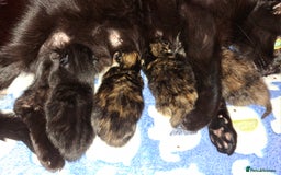 Domestic Shorthair cats for sale: 3 Tortoiseshell & 1 Black Kitten For Sale  - Image 2