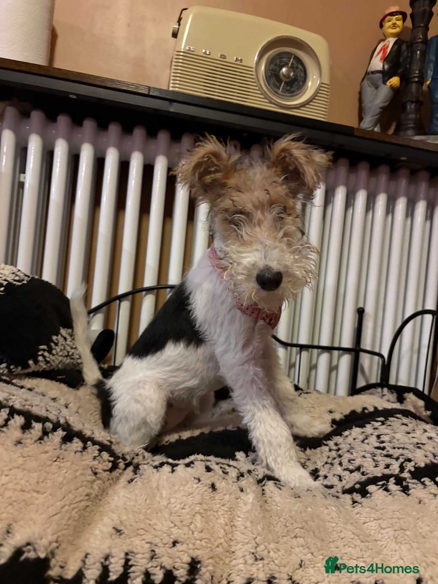 Fox Terrier dogs Gorgeous Wire haired fox terrier  - Advert 2