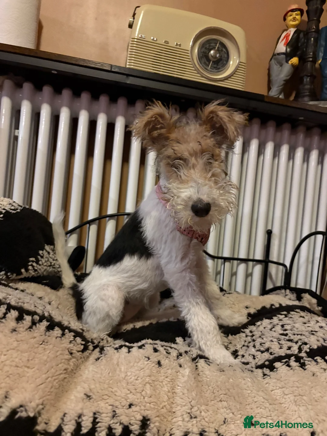 Fox Terrier dogs for sale: Gorgeous Wire haired fox terrier  - Advert 1